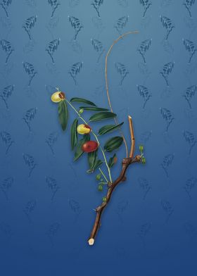 Jujube on Bahama Blue