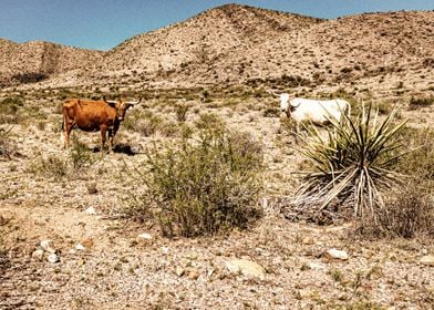 Criollo Cattle in Texas