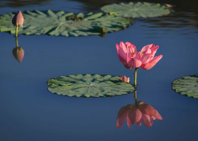 lotus