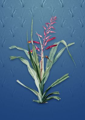 Pitcairnia Bromeliaefolia