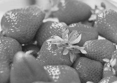 strawberries gray