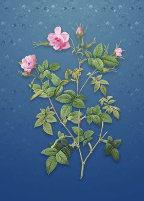 Pink Flowering Rosebush