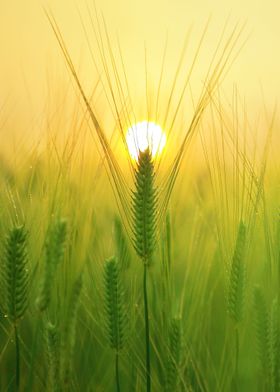  green wheat