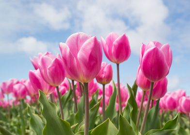 pink tulips   