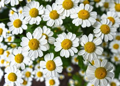 chamomile flower