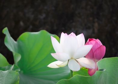 lotus