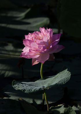 lotus