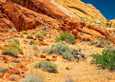 Desert Bighorn Sheep