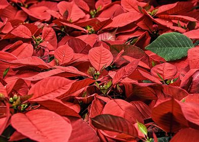 poinsettia