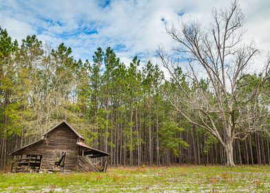 Abandoned Barn in Woods