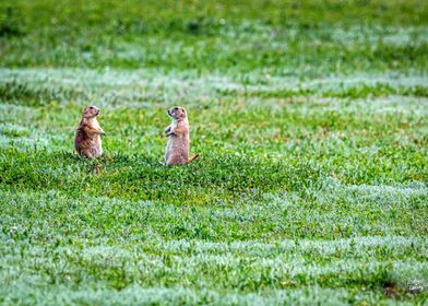 Prairie Dog Town