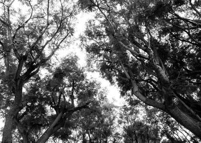 Black White Trees Dream 1