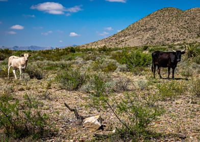 Criollo Cattle in Texas