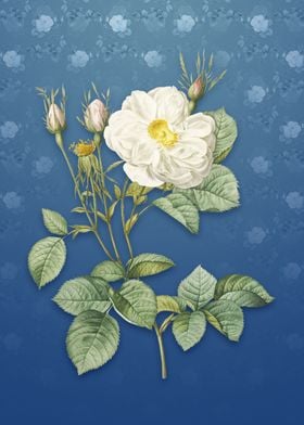 Vintage White Rose of York