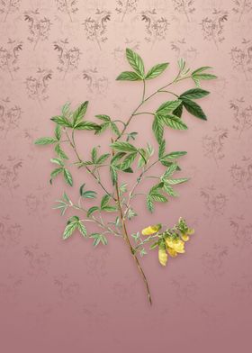 Stinking Bean Trefoil