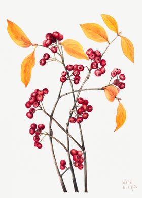 Red Chokeberry Aronia 