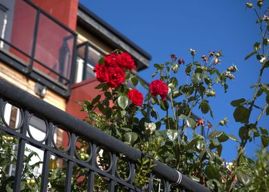 Early Fall Roses