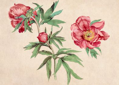 Studies of Peonies 1472