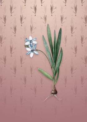 Vintage Gladiolus Plicatus