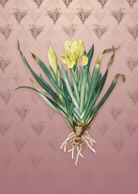 Vintage Crimean Iris