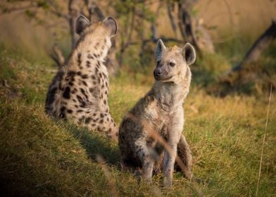 Hyena Pair 