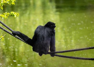 Gibbon On Rope Above Lake