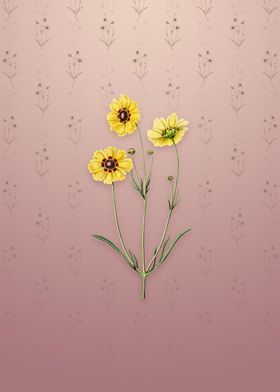Perennial Dyers Coreopsis