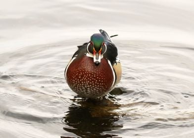 Wood Duck