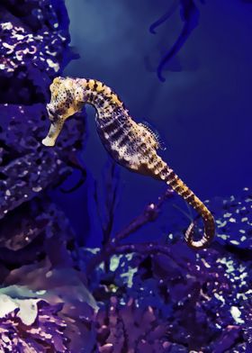 seahorse