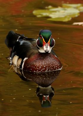 Autumn Wood Duck