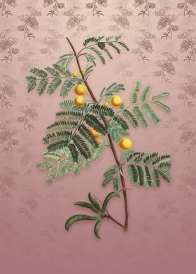 Vintage Sweet Acacia