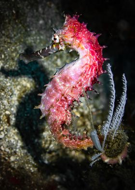 seahorse photograph