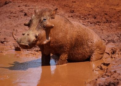 Warthog in Mud 