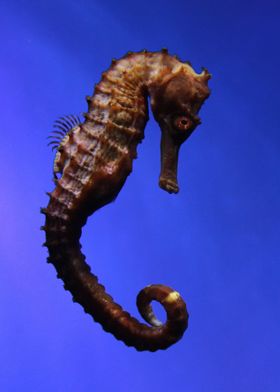 sea horse