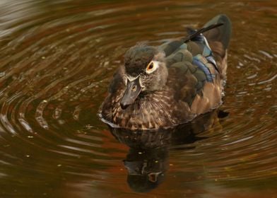 Female Wood Duck