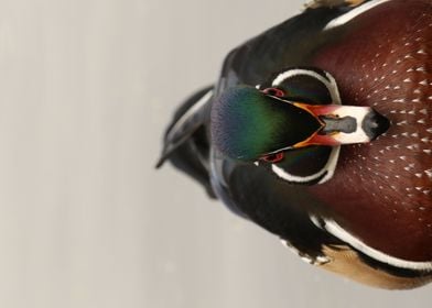 Wood duck perfection