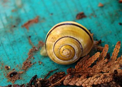 snail cyan