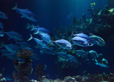 fish in aquarium