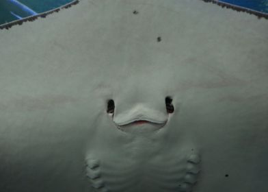 laughing ray