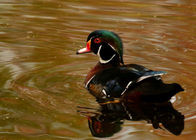 Male Wood Duck