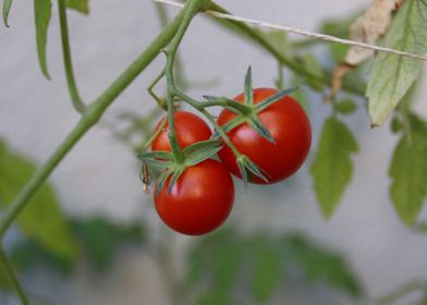 TRIO TOMATO