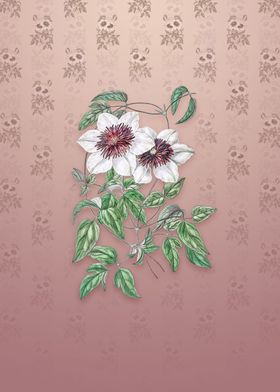 Vintage Siebalds Clematis