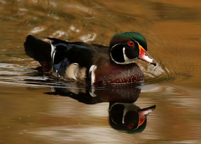 Painterly Wood Duck