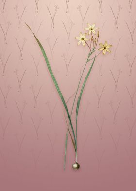 Vintage Ixia Longiflora