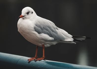 seagull