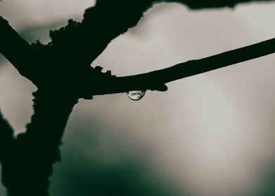 water drop on branch