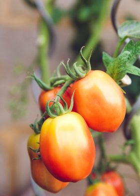 duet of tomato