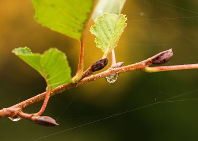 water drop on branch