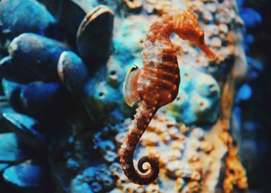 seahorse