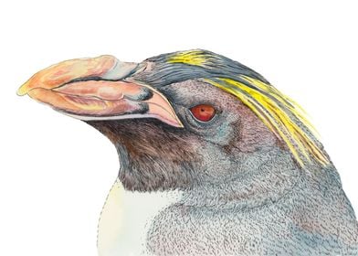 Macaroni Penguin